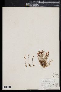 Saxifraga cymbalaria image