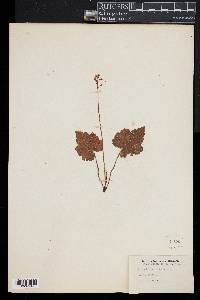 Tiarella cordifolia image
