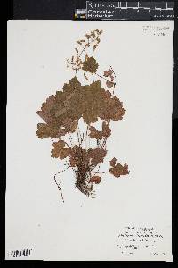 Tiarella cordifolia image