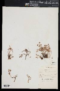 Image of Sedum brevifolium