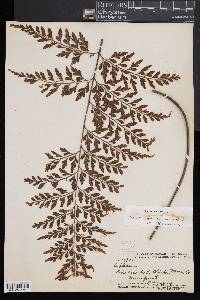 Asplenium sphenotomum image