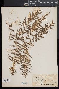 Asplenium sphenotomum image