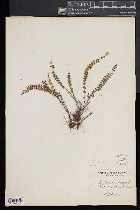 Asplenium trichomanes subsp. trichomanes image