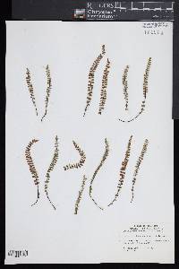 Asplenium trichomanes subsp. trichomanes image