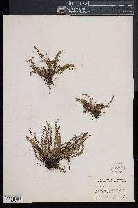 Asplenium trichomanes subsp. quadrivalens image