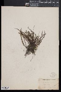 Asplenium trichomanes subsp. quadrivalens image