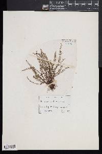 Asplenium trichomanes subsp. quadrivalens image