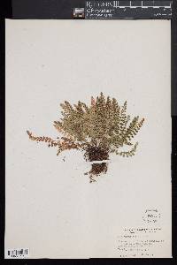 Asplenium viride image