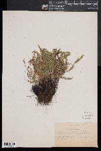 Asplenium viride image