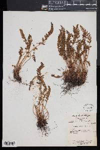 Woodsia ilvensis image