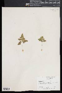 Woodsia ilvensis image