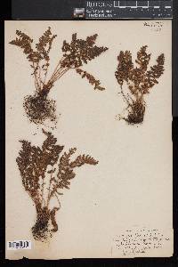 Woodsia ilvensis image