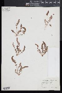 Woodsia ilvensis image