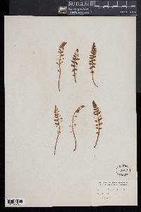 Woodsia ilvensis image