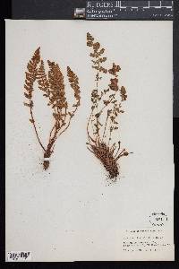 Woodsia ilvensis image