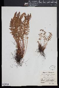 Woodsia ilvensis image