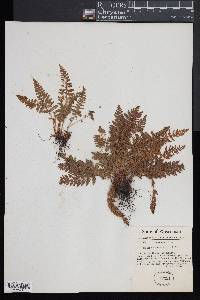 Woodsia ilvensis image