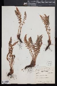 Woodsia ilvensis image