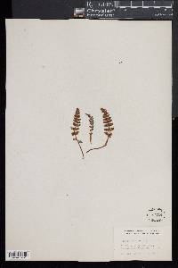 Woodsia ilvensis image
