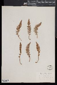 Woodsia ilvensis image