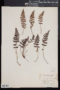 Woodsia ilvensis image