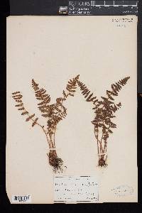 Woodsia ilvensis image