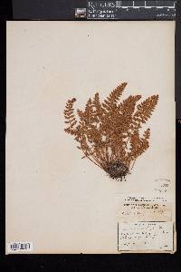 Woodsia ilvensis image