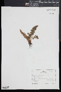 Woodsia ilvensis image