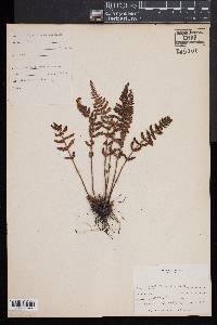 Woodsia ilvensis image