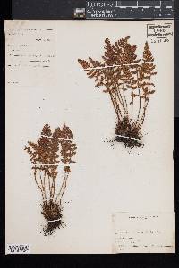 Woodsia ilvensis image