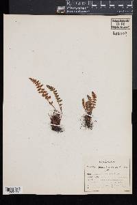 Woodsia ilvensis image