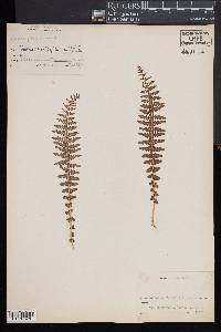 Woodsia mexicana image