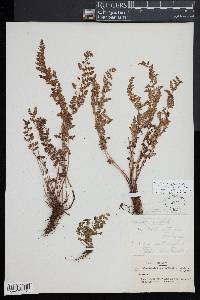 Woodsia oregana image