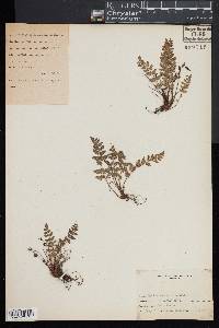 Woodsia scopulina image