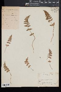 Woodsia scopulina image