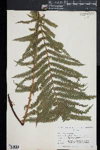 Matteuccia struthiopteris image