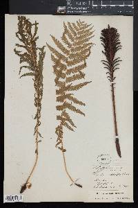 Matteuccia struthiopteris image