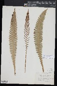 Austroblechnum lanceolatum image