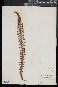 Blechnum discolor image