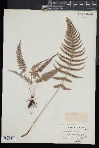 Blechnum occidentale image