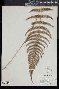 Blechnum occidentale image