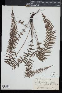 Blechnum medium image