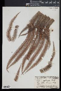 Sadleria cyatheoides image