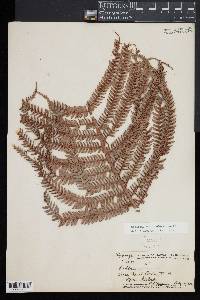 Sadleria cyatheoides image