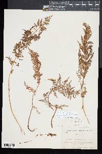 Athyrium americanum image