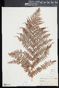 Athyrium americanum image