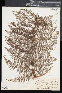 Athyrium microphyllum image