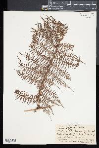 Athyrium microphyllum image
