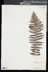 Athyrium microphyllum image