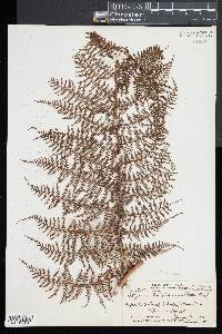 Athyrium microphyllum image